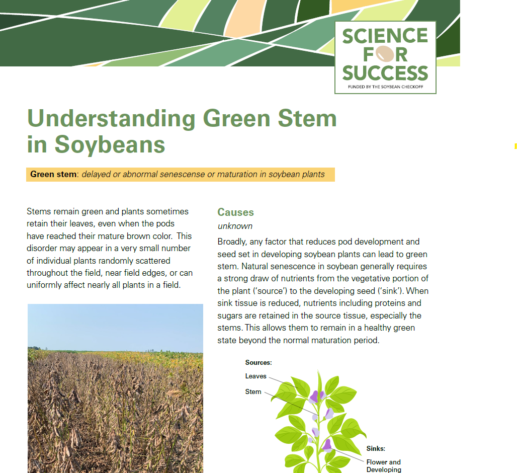 understanding green stem in soybean.png